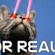 Illustration for article titled Genetically engineered cell becomes world's first living laser